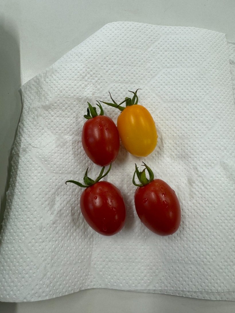 赤3つ黄色1つのプチトマト